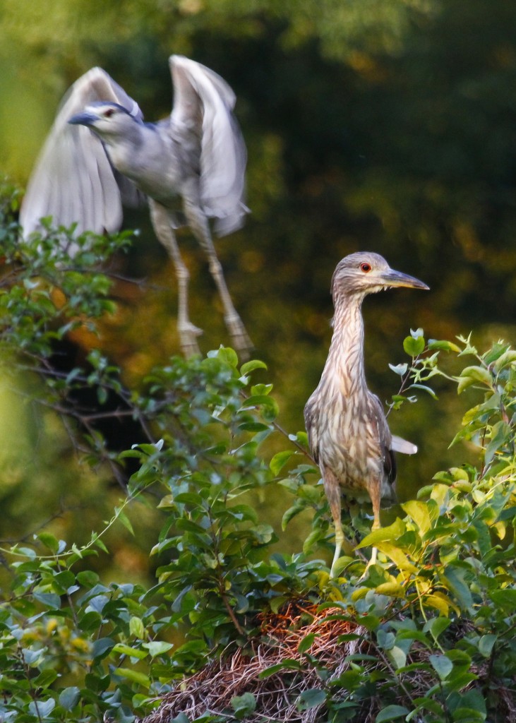 Adult and juvenile Black-crowned Night Herons out at Wallkill River NWR, 7/20/13.