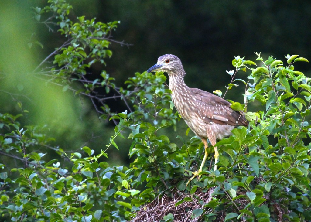 Although they are not a beautiful bird, I find the young BCNHs fascinating to look at.