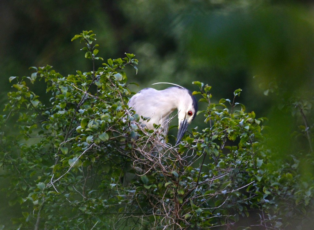 I see so many photos of BCNHs showing the white head plume - this is the first time I've gotten any showing it.