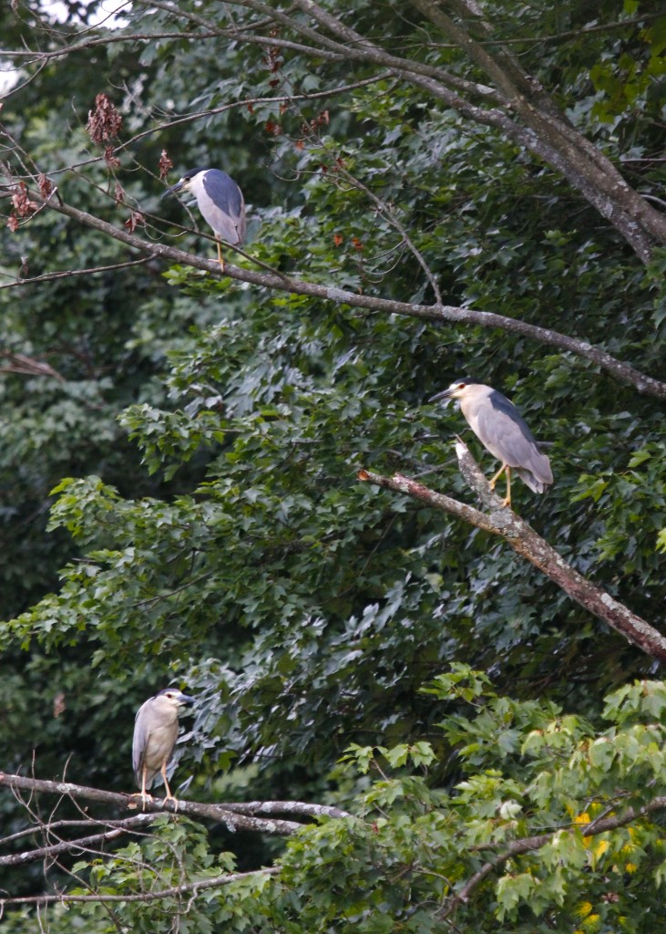 I don't love this photo, but I though it was cool to catch 3 BCNHs in one shot. 