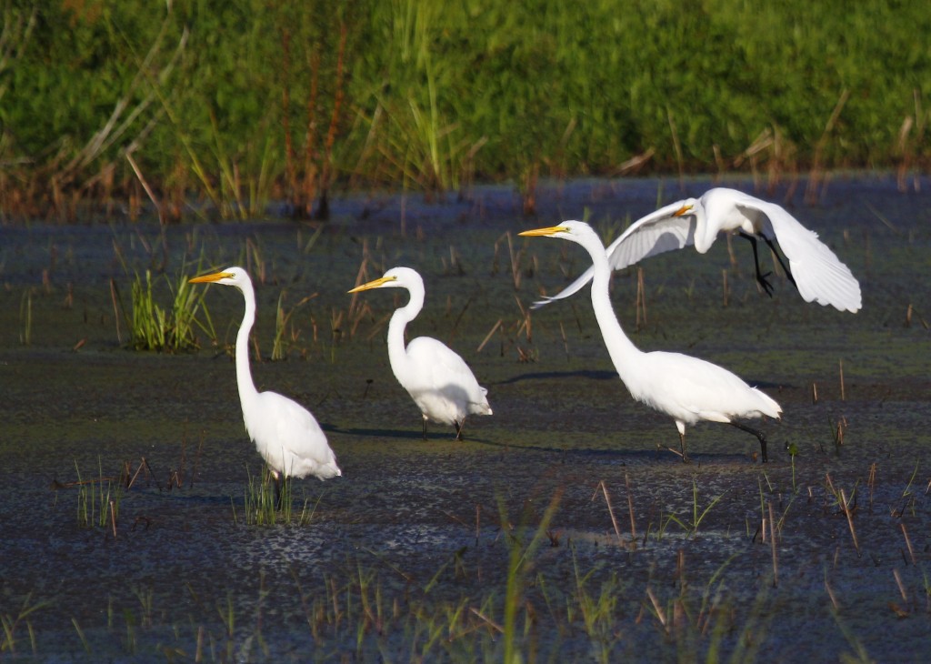 The morning light was really appealing, and I am really happy with the colors in this photo. Great Egrets at Wallkill River NWR 7/27/13.