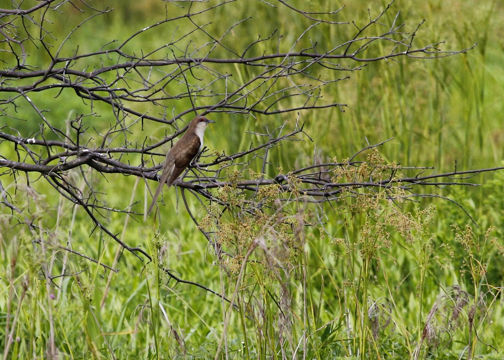 Black-billed Cuckoo at Walkill River NWR, 7/31/13. 