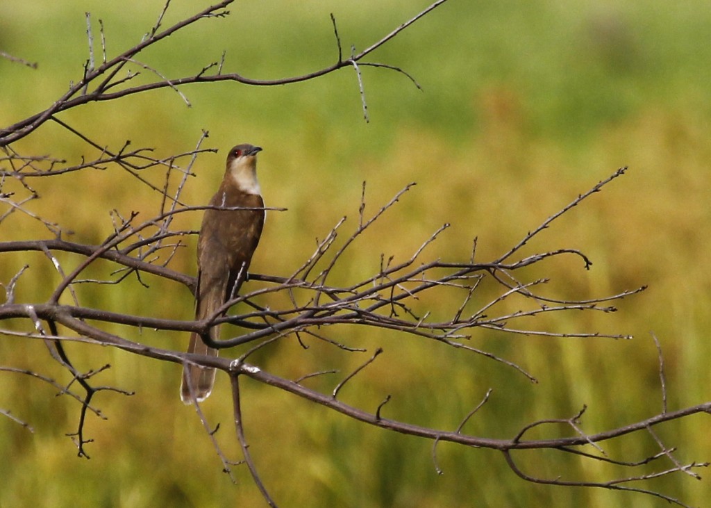 A very exciting find for me - Black-billed Cuckoo out at Wallkill River NWR 7/31/13.