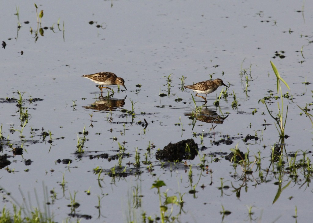 Two of the nine Least Sandpipers that I saw out at the Wallkill River NWR, 7/31/13.