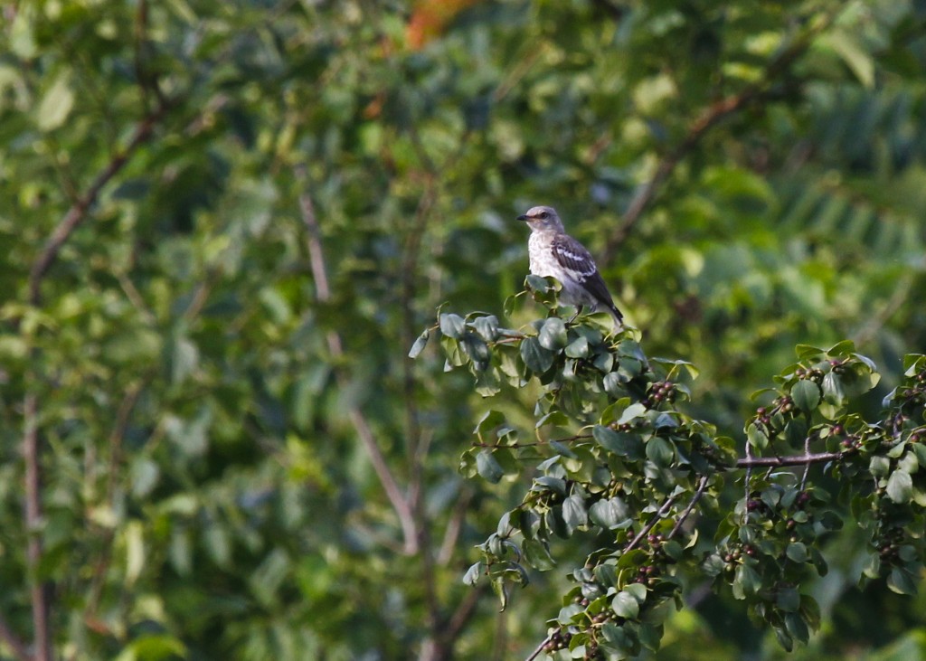 This looks like a young Northern Mockingbird to me. It was with two other mockingbirds that appeared to be adults. Wallkill River NWR 7/31/13.