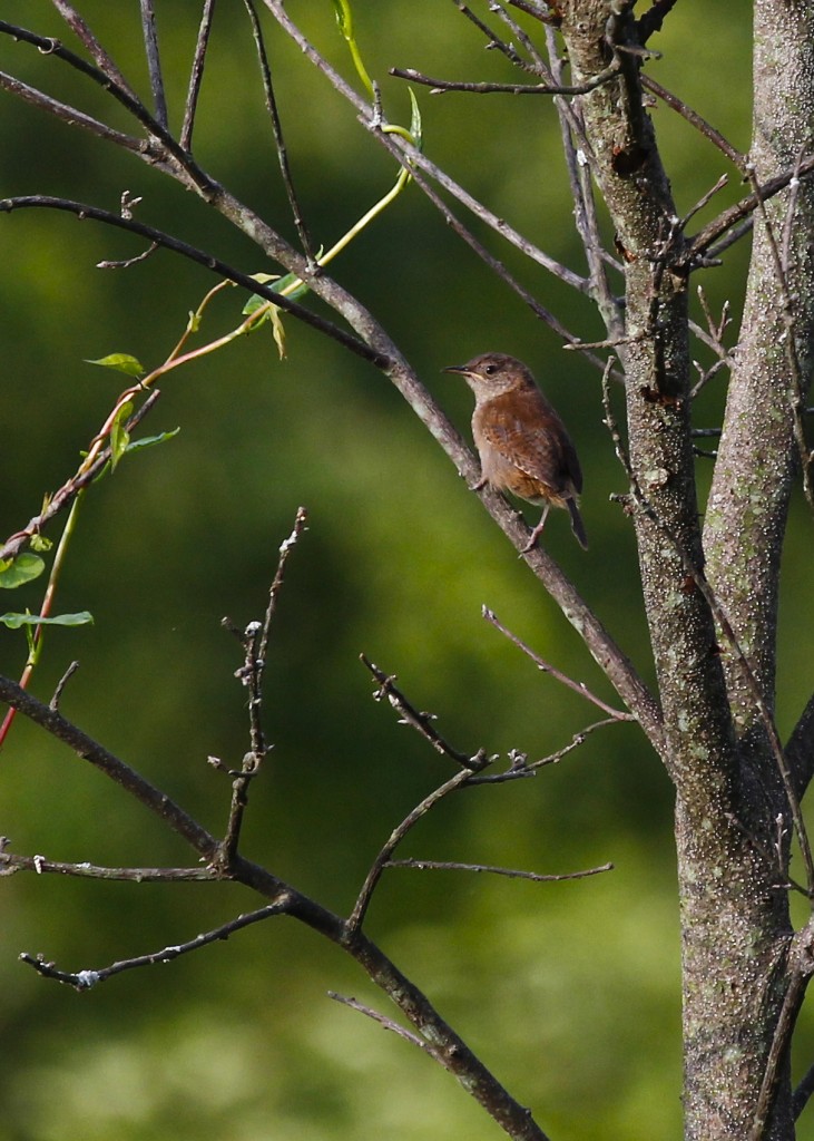 I love this little bird but don't really see them very often. Again, I think this is a young House Wren, one of two perched in the same tree.  