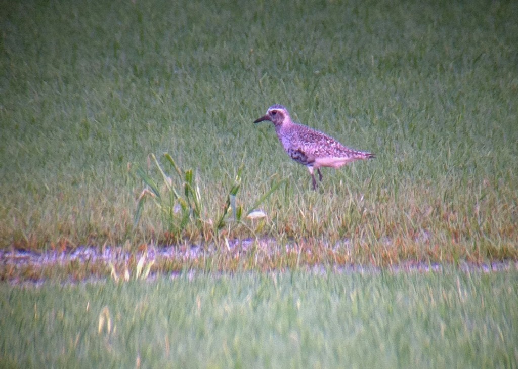 It's rare that I don't have my camera, but tonight I did not. This shot was taken with my iPhone with Meopix apdapter on my scope. American Golden-plover???at Skinner Lane 8/13/13.