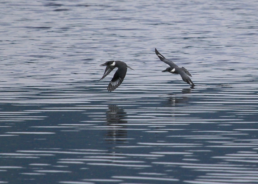 The chase is on! Belted Kingfisher at Wallkill River NWR 8/10/13.