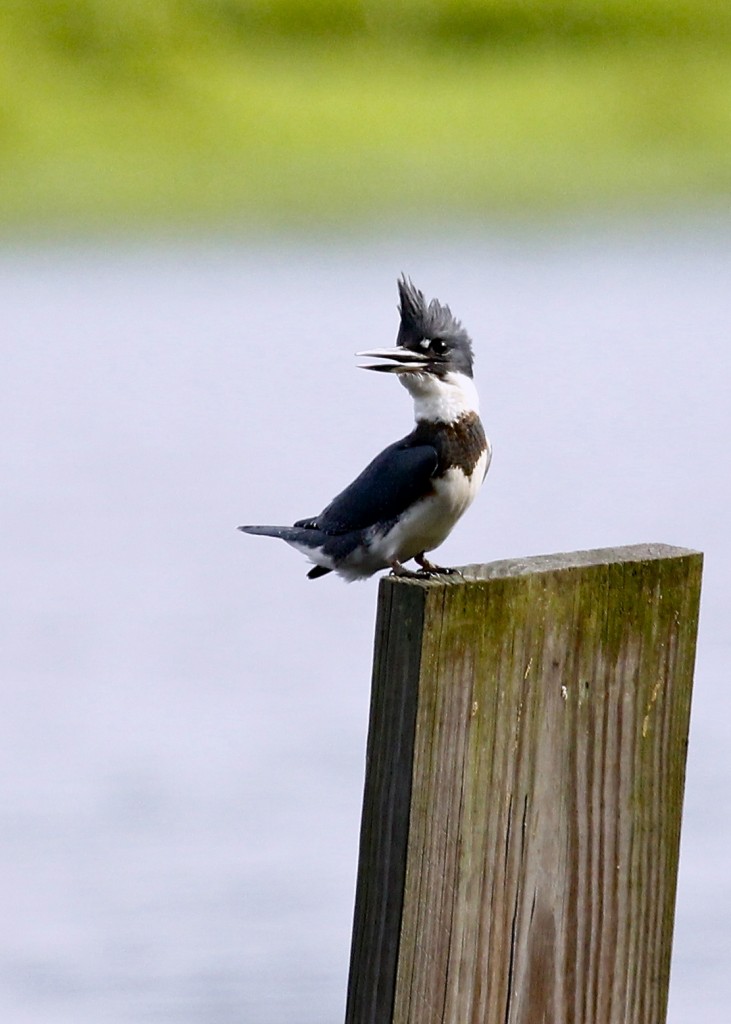 At attention. Belted Kingfisher at Wallkill River NWR 8/9/13.