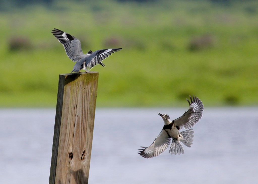 These two seemed to be having a good time. A pair of Belted Kingfishers at Wallkill River NWR 8/9/13. 