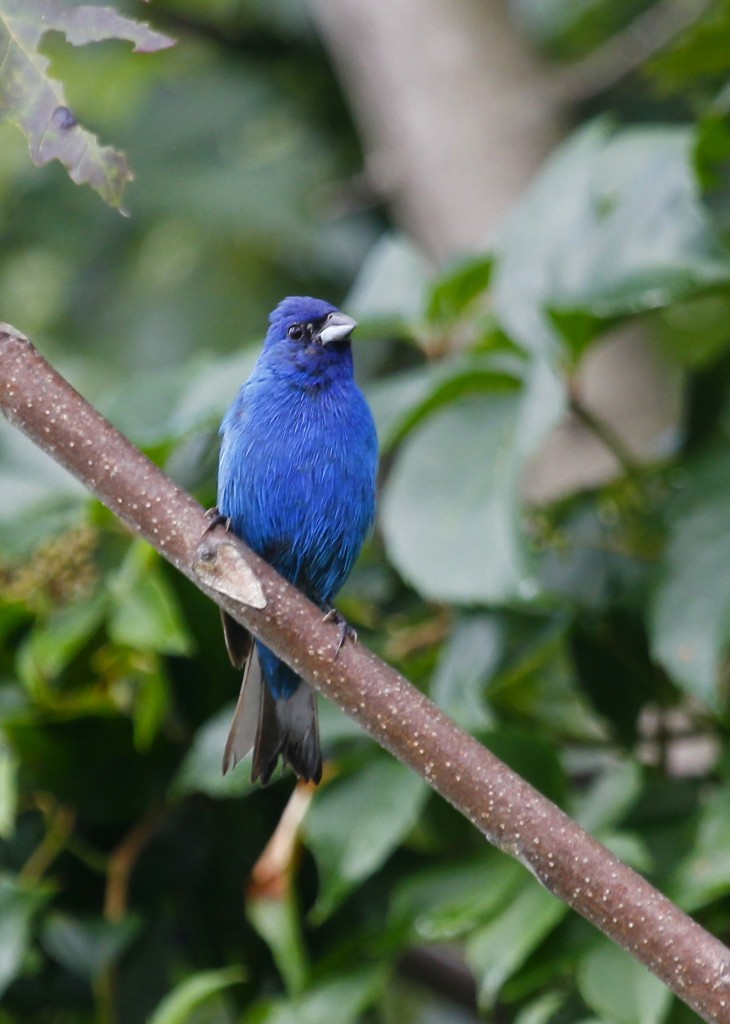 I feel like I haven't gotten a good shot of an Indigo Bunting in a while. Wallkill NWR 8/10/13.