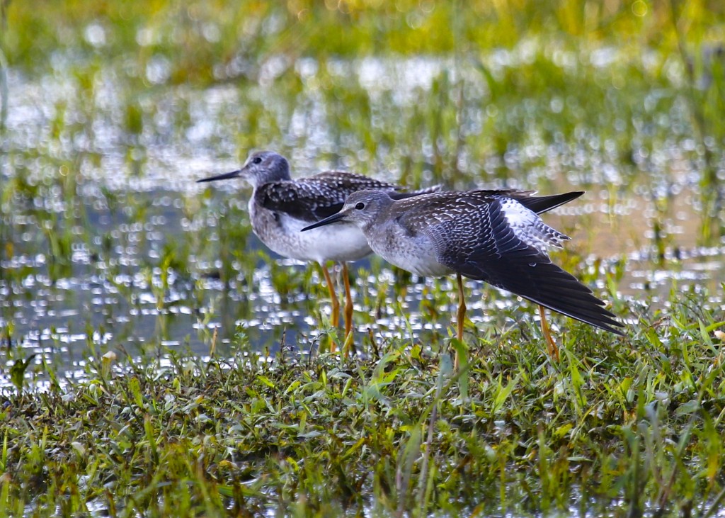 I've seen this pose before by other bird photographers. Two Lesser Yellowlegs at Benedict Farm, 8/16/13. 