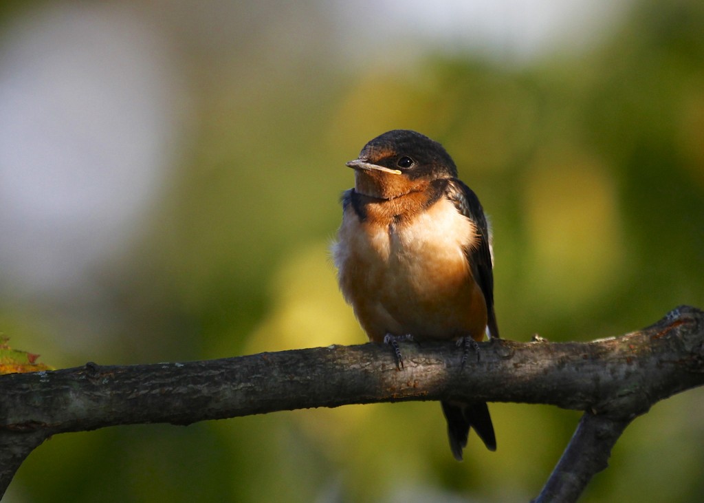 One of many young Barn Swallows out at Benedict Farm, 8/16/13.