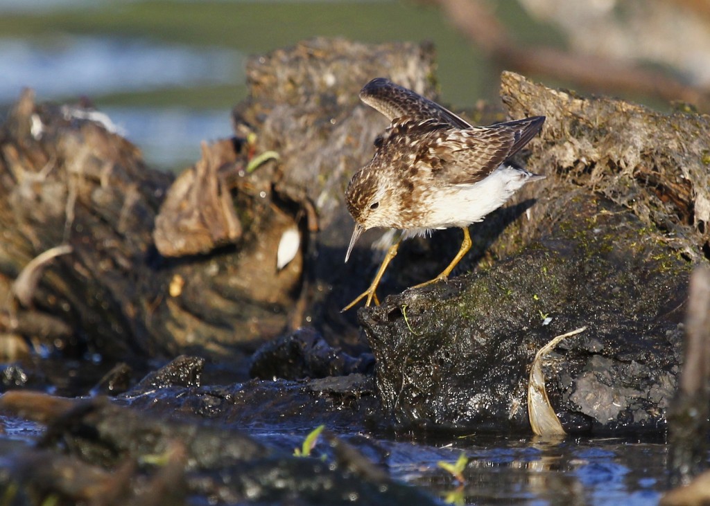 LEAST SANDPIPER