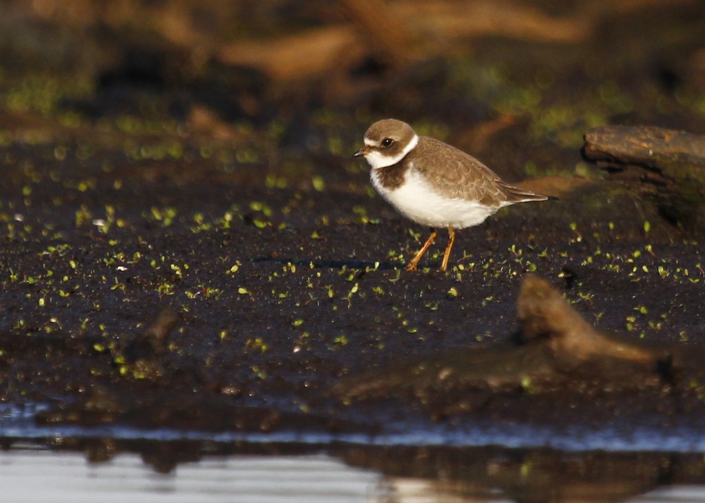 SEMIPALMATED PLOVER