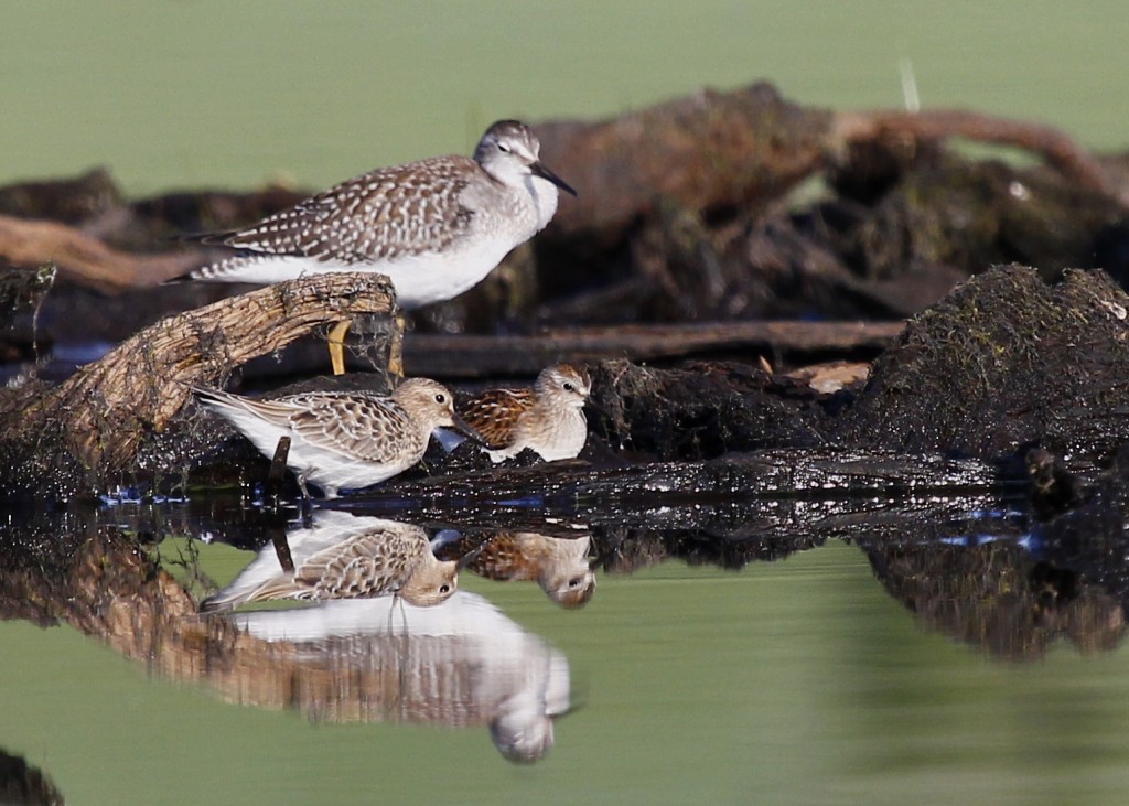 I love this shot - the reflections are nice and I like having three different species in the shot. Left to right, Baird's Sandpiper, Lesser Yellowlegs, Least Sandpiper. Morningside Park, 8/17/13.