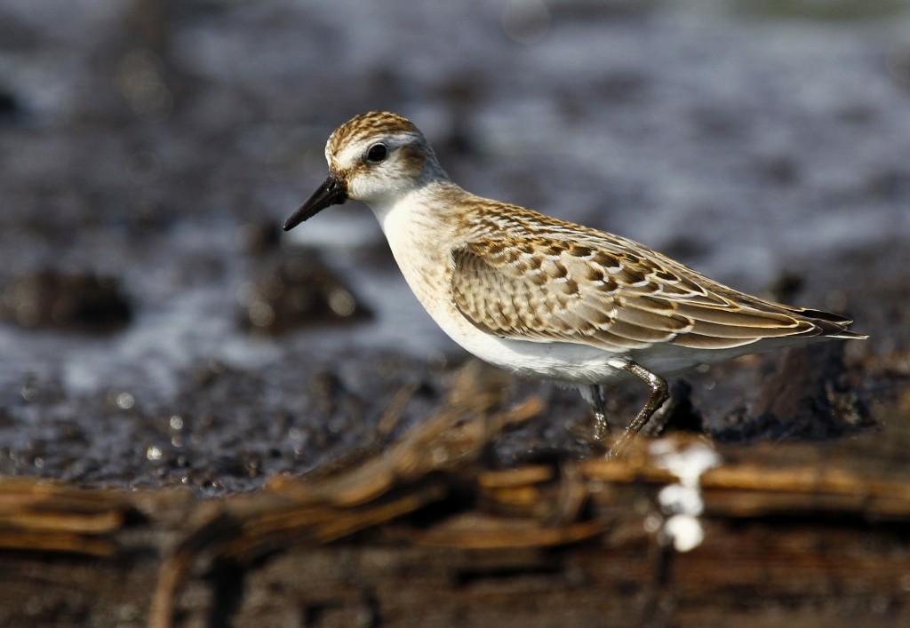 SEMIPALMATED SANDPIPER