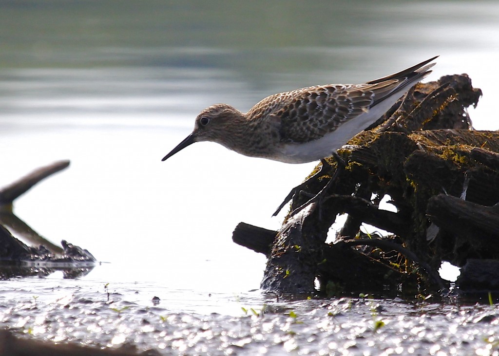 BAIRD'S SANDPIPER