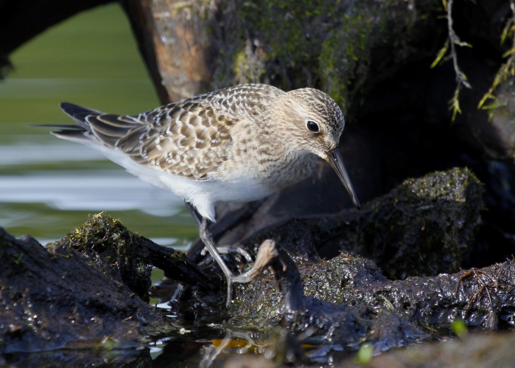 BAIRD'S SANDPIPER