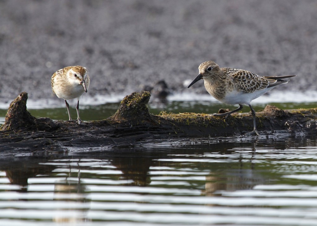 SEMIPALMATED SANDPIPER, BAIRD'S SANDPIPER