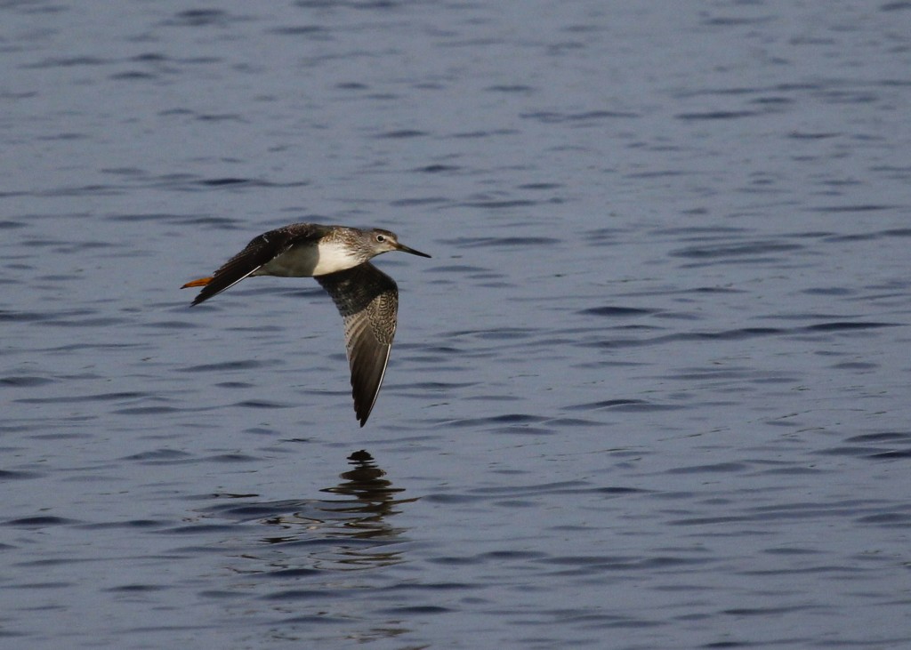 A Lesser Yellowlegs shifts position out at Wallkill River NWR, 8/22/13.