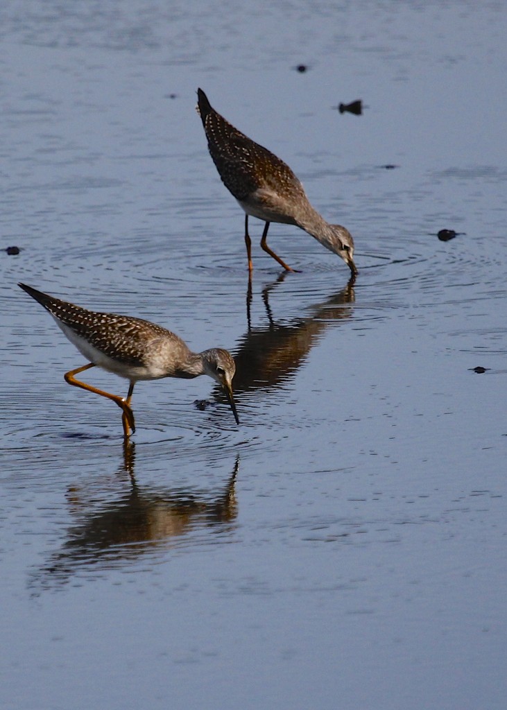 A pair of Lesser Yellowlegs at Wallkill River NWR, 8/22/13. 