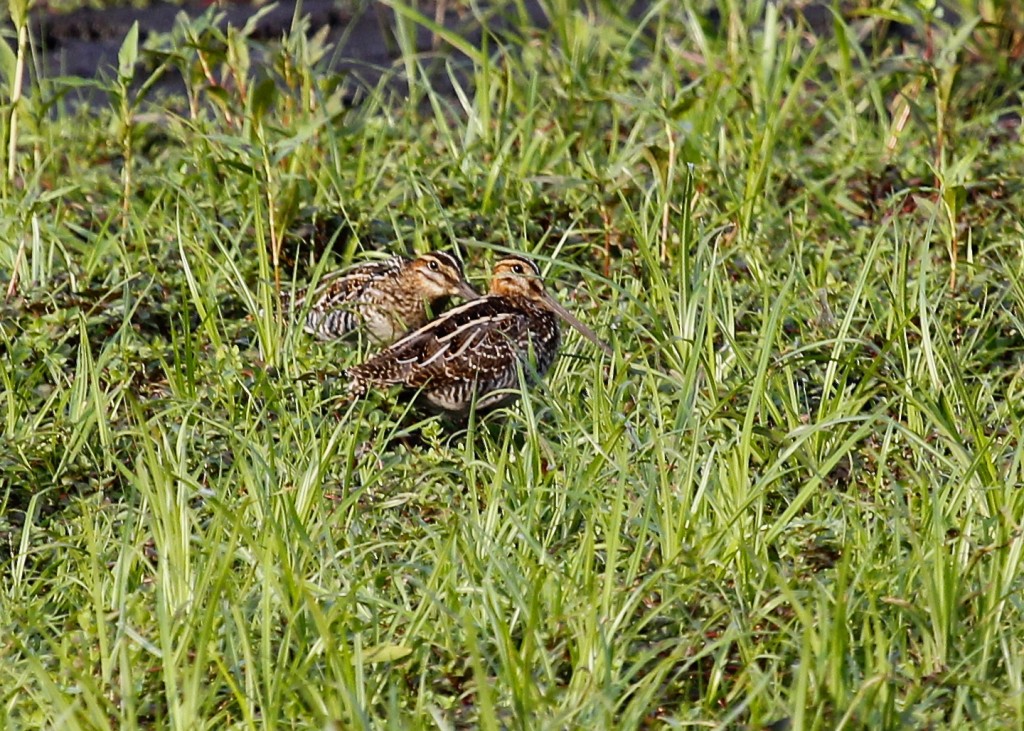 Two distant Wilson's Snipe in the grass. Heavy crop here, but a really nice bird to see. I love the pattern on the back. 