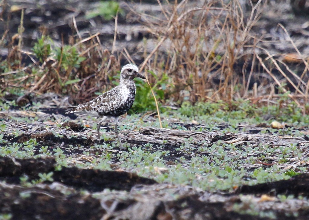I have this as a Black-bellied Plover because of the size of the bill and the the white undertail coverts. Please comment if you don't think this is an accurate ID - Thanks!