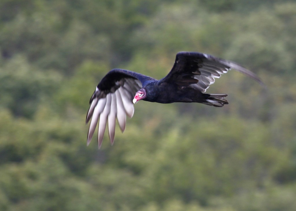 A local Turkey Vulture buzzes by the tower. Summitville Hawk Watch, 9/15/13.