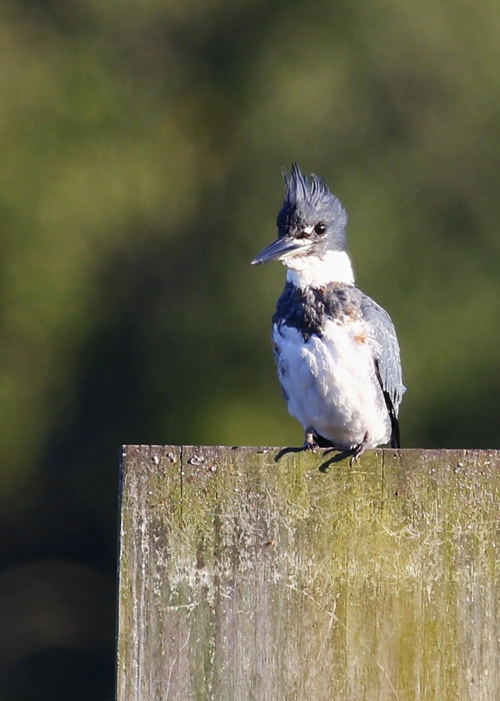 This Belted Kingfisher was very cooperative, perching and fishing in the pond right in front of the viewing platform. Wallkill River NWR, 9/18/13.