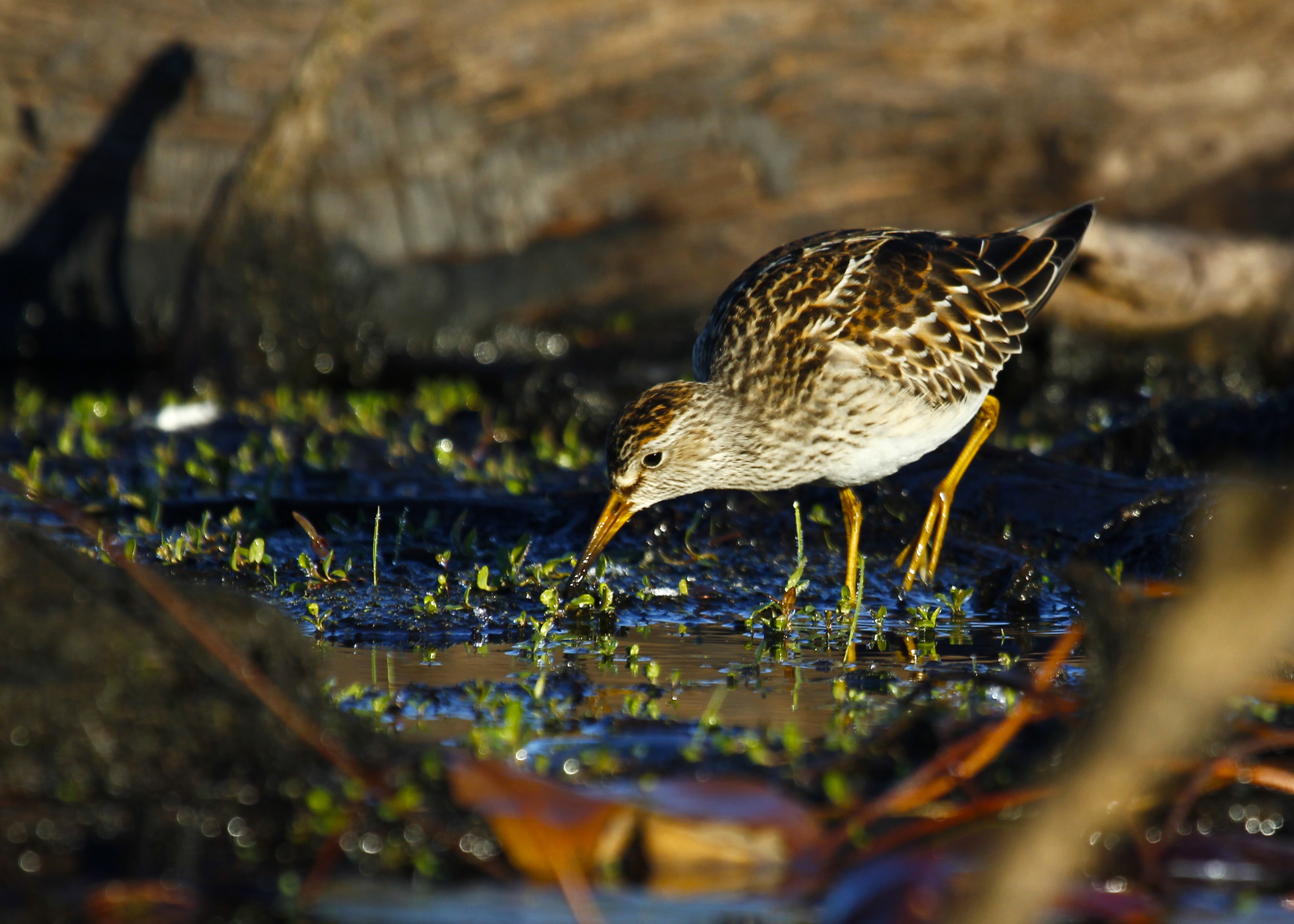 Here's one more of the Pectoral Sandpiper, Morningside Park, 9/29/13.