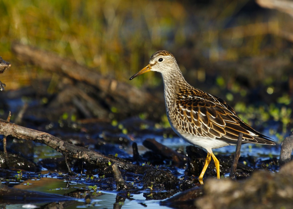 One my main goals for the morning was to shoot this Pectoral Sandpiper. Morningside Park, 9/29/13.