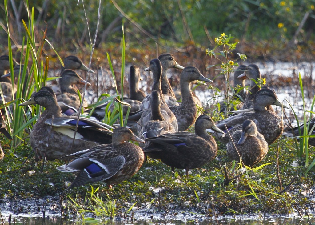 These Mallards were just packed onto this little island. 