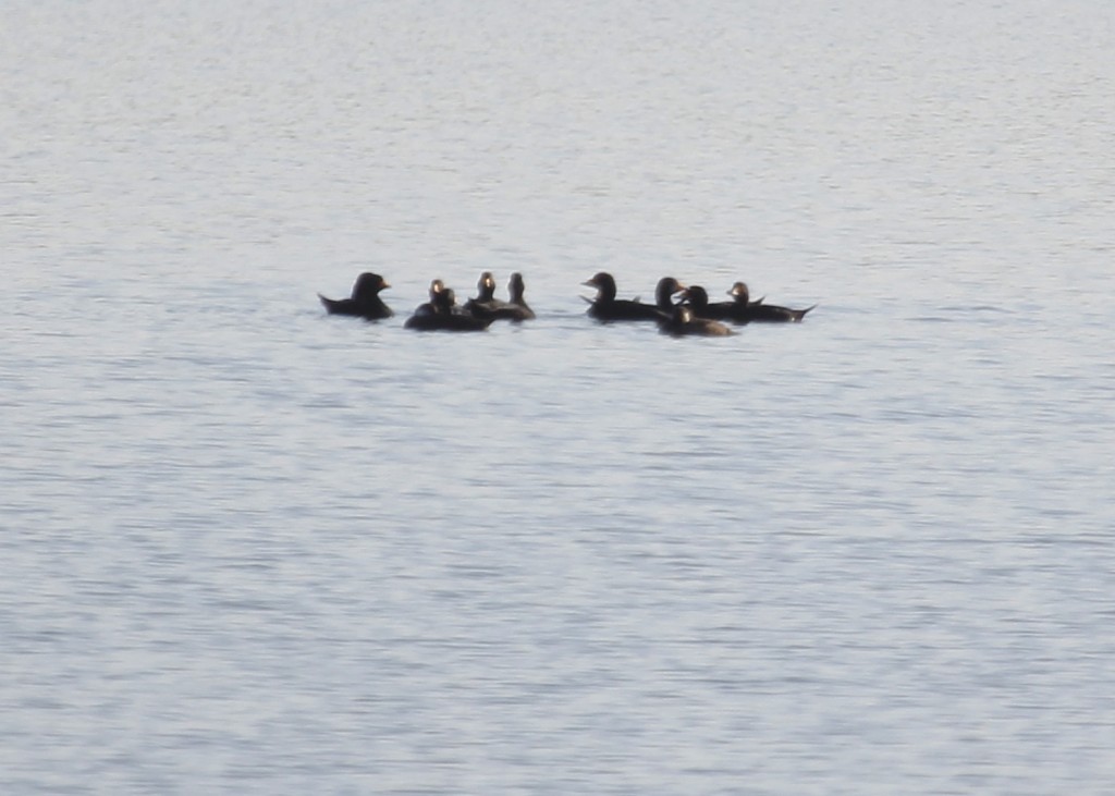 Thirteen Black Scoters at Lake Washington today, 10/5/13.