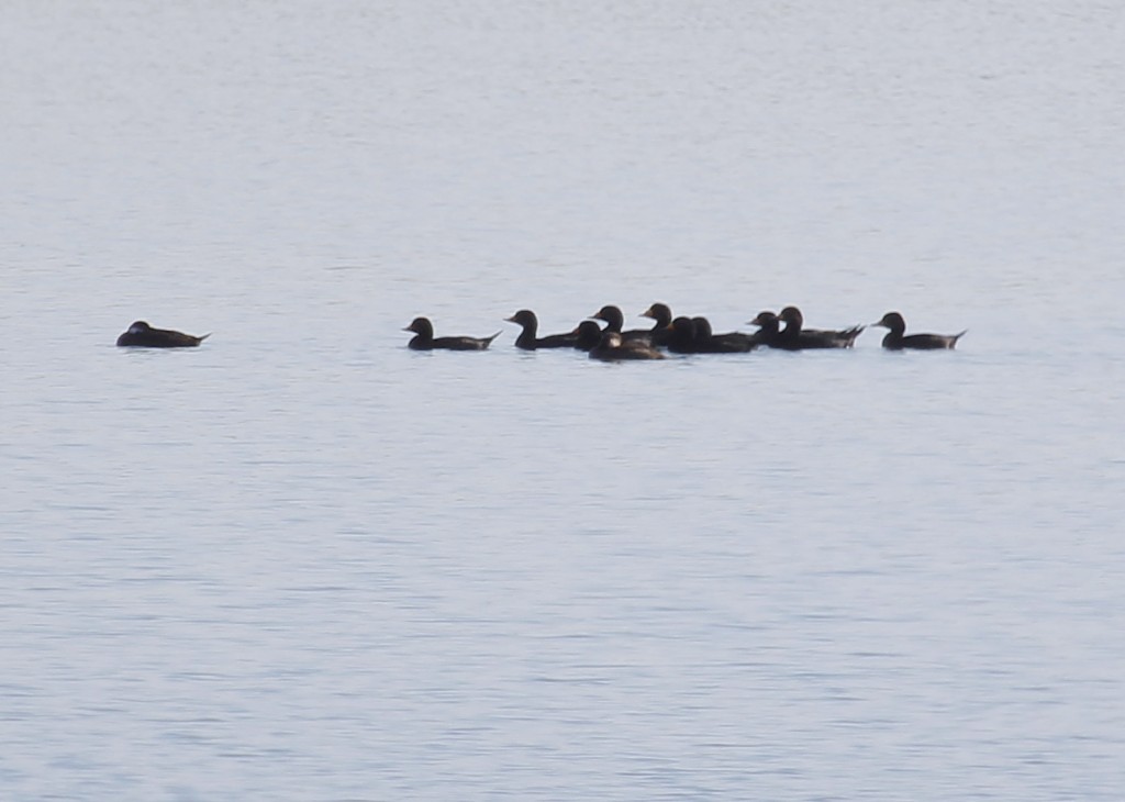 One more shot of the Black Scoters that Bruce Nott located on Lake Washingon, 10/5/13.