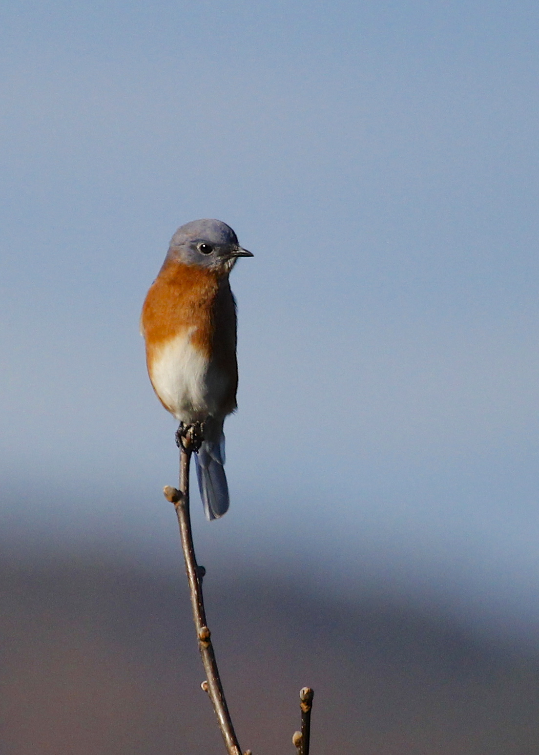 I was very pleased to find four Eastern Bluebirds first thing in the morning at Mt. Peter Hawk Watch. 