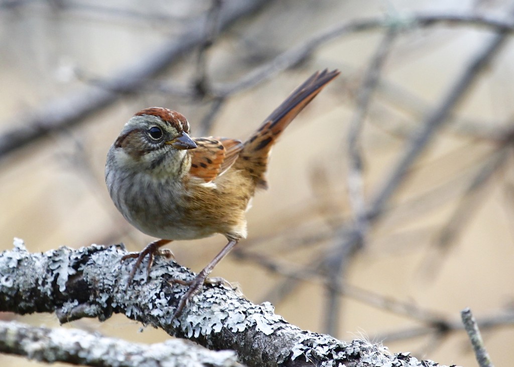 Swamp Sparrow at 6 1/2 Station Road Sanctuary, 10/17/13.