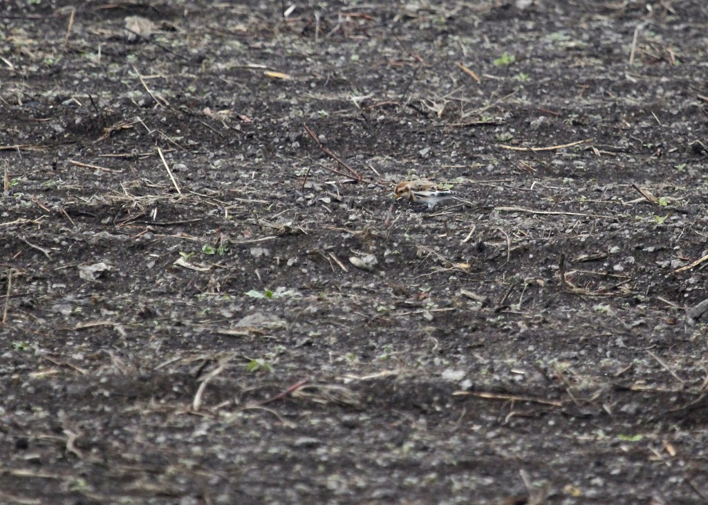 Here's a distant, blurry, grainy shot of one of the two Snow Buntings at Skinner Lane, 10/31/13. 