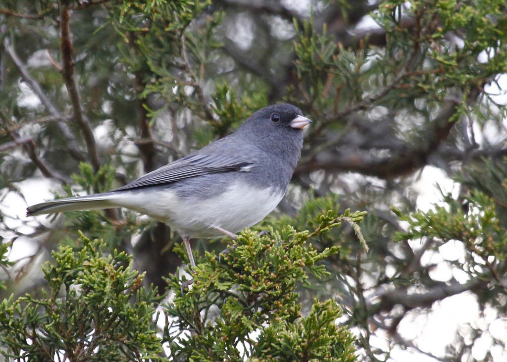 This is the firs Dark-eyed Junco I've had at the watch this year. 