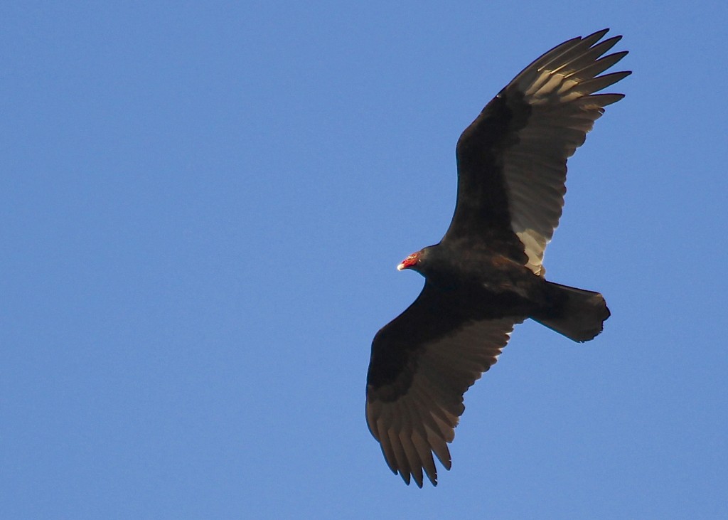 Here's the obligatory Turkey Vulture photo of the week. I almost missed out this week as all birds were flying very high...