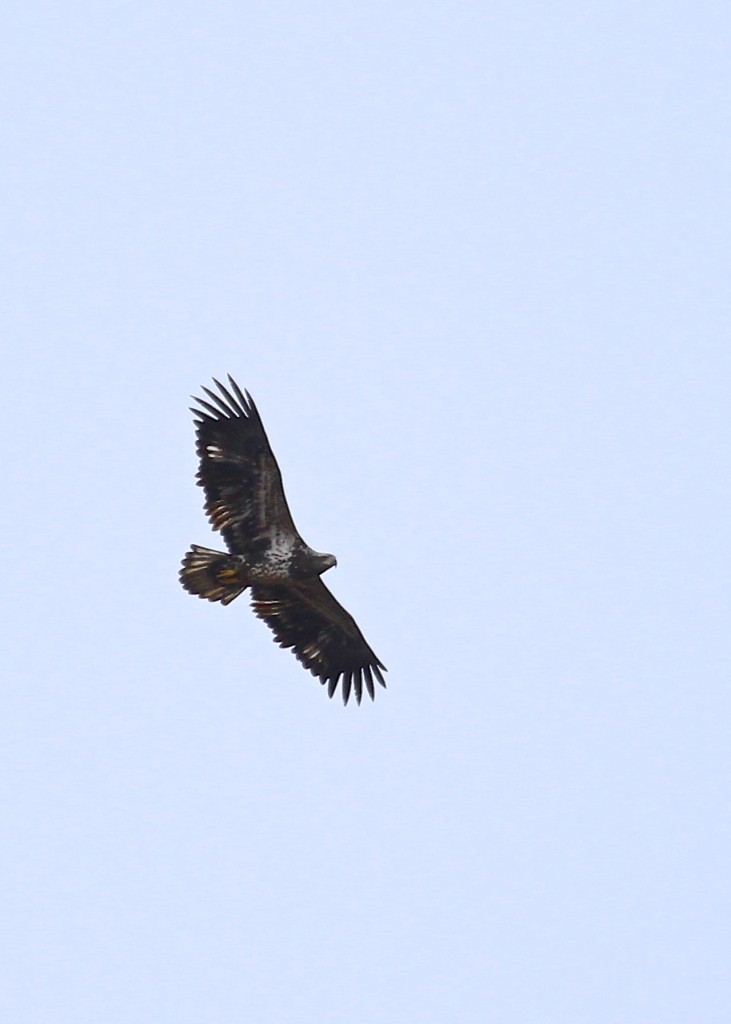 I got a really good look at this immature Bald Eagle, Mt. Peter Hawk Watch, 11/9/13.