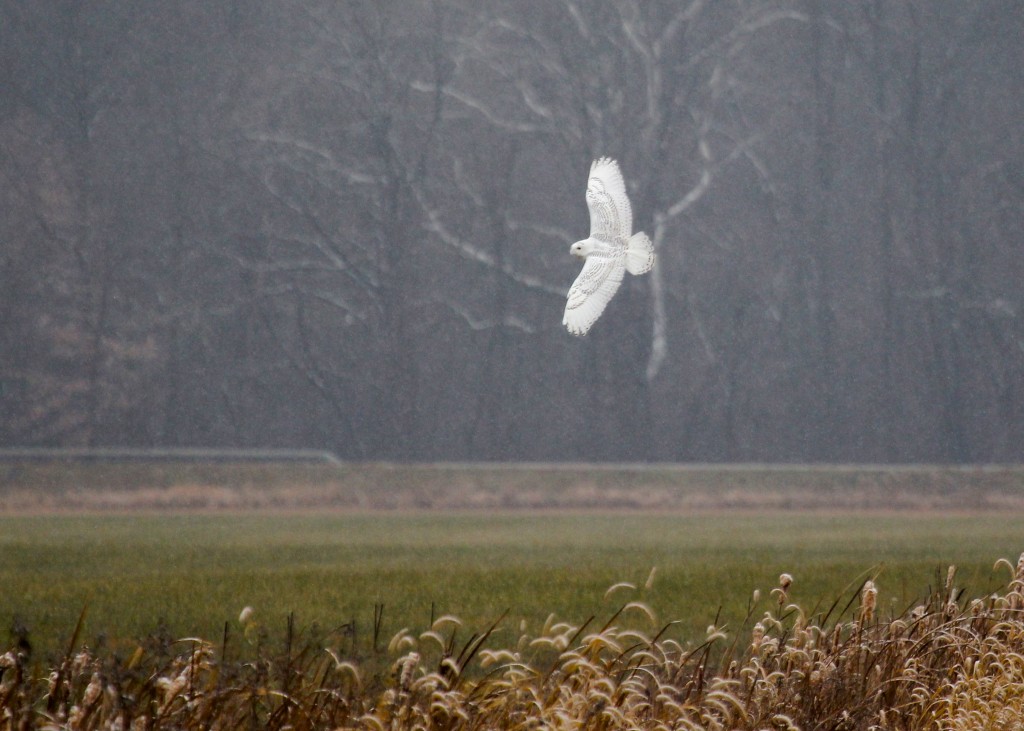 Another angle of the SNOWY OWL in flight. Black Dirt Region, Orange County NY 11/26/13.