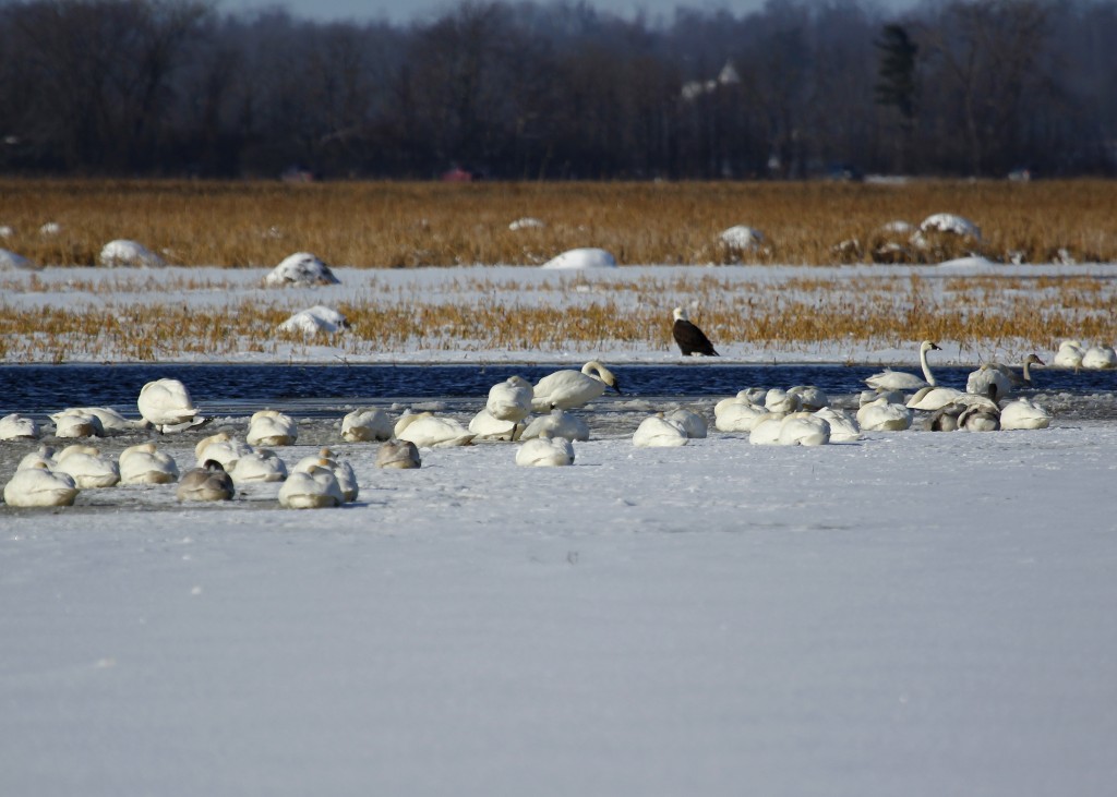 I saw plenty of Tundra Swans, but unfortunately no Trumpeters. These birds were completely unconcerned with the adult Bald Eagle hanging out nearby. Montezuma NWR, 11/28/13.