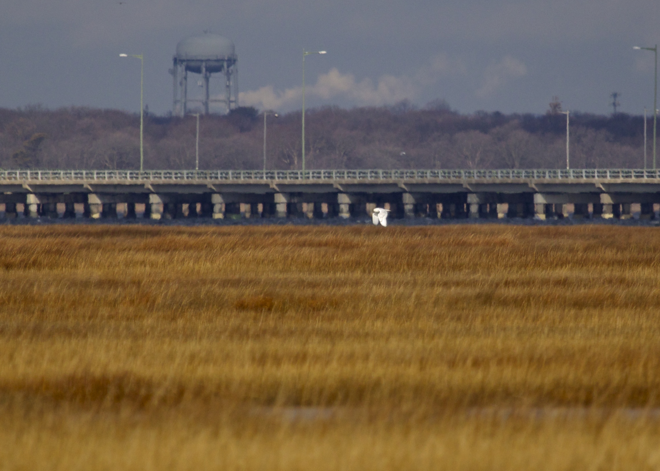 SNOWY OWL on Captree Island, 12/15/13. I can't get enough of the Snowies, this is my fourth!