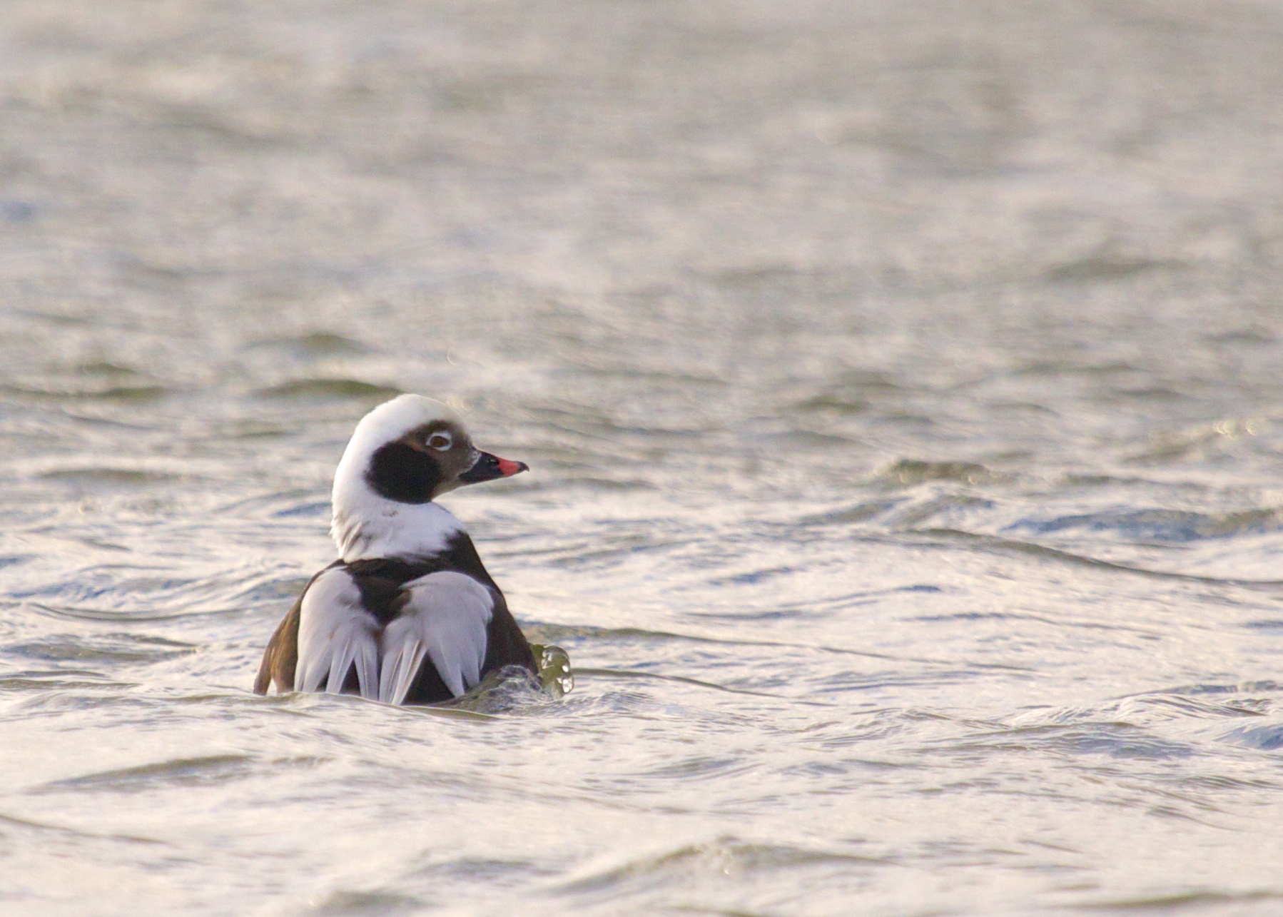 Long-tailed Duck at Oak Beach, 12/15/13.