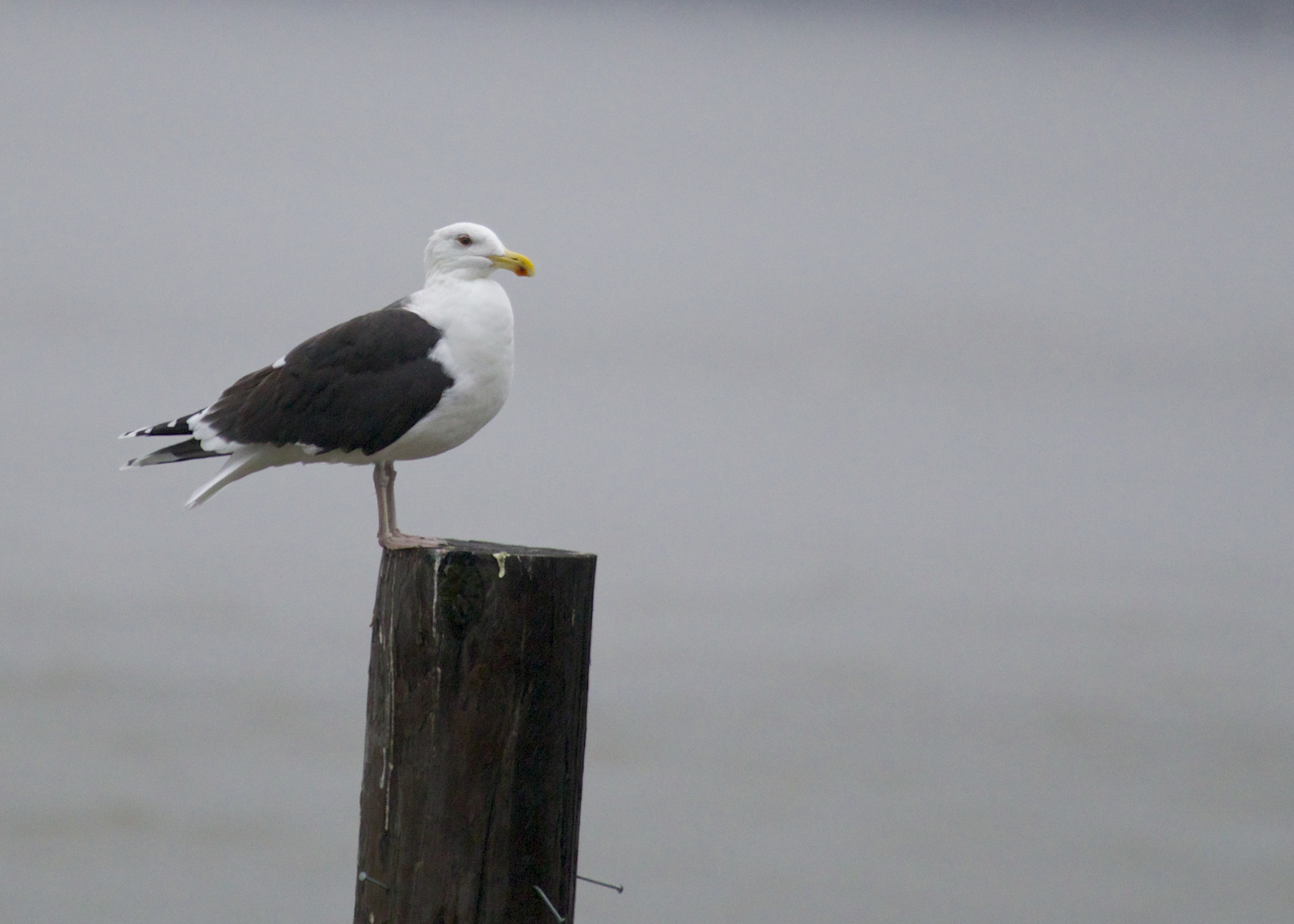 Greater Black-backed Gull at the Beacon Ferry parking lot in Newburgh, 12/22/13.