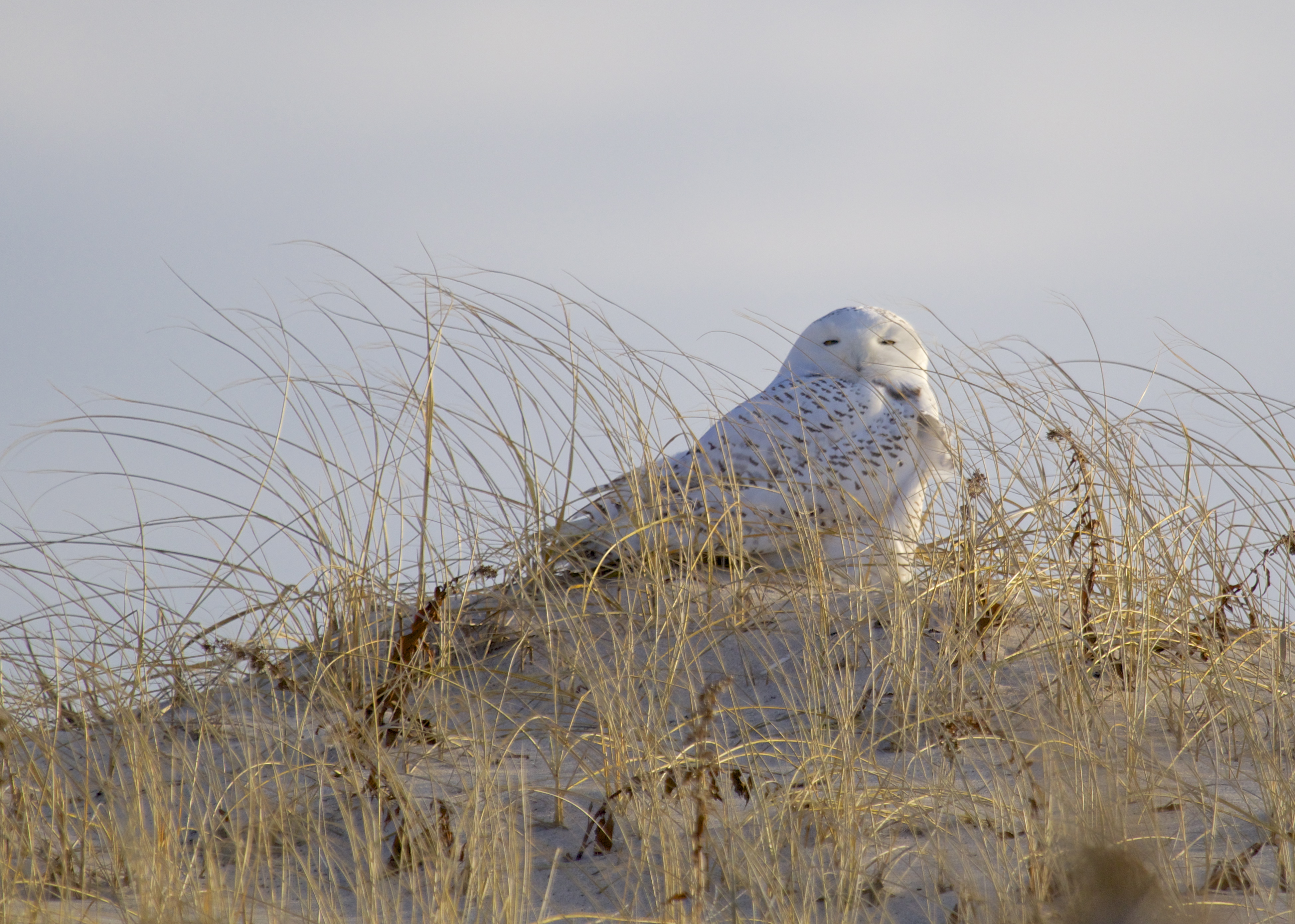 One of two Snowy Owls seen from Dune Road, Suffolk County NY on 12/26/13. 