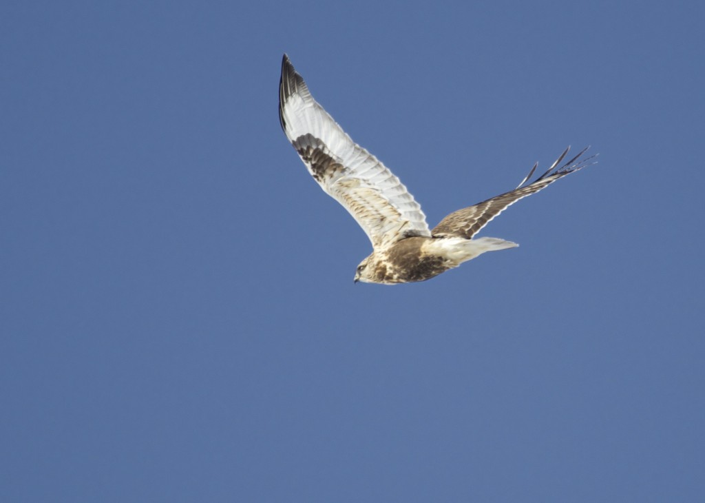 This was my best shot of a Rough-legged Hawk today, this one was at Round Hill Road, 1/4/14.