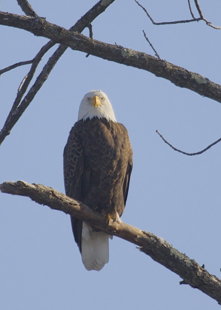 Adult Bald Eagle at Lippincott Road in Wallkill, 1/5/14.