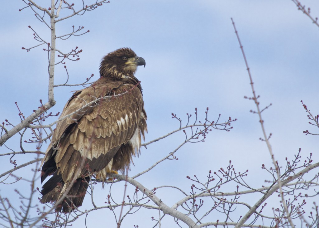 This immature Bald Eagle was in a tree in the Torches parking lot in Newburgh. The bird was not disturbed by anything, people were walking their dogs right underneath the tree! Newburgh Waterfront, 1/5/14.